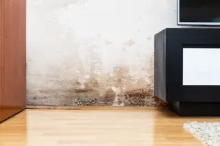 Mould or damp